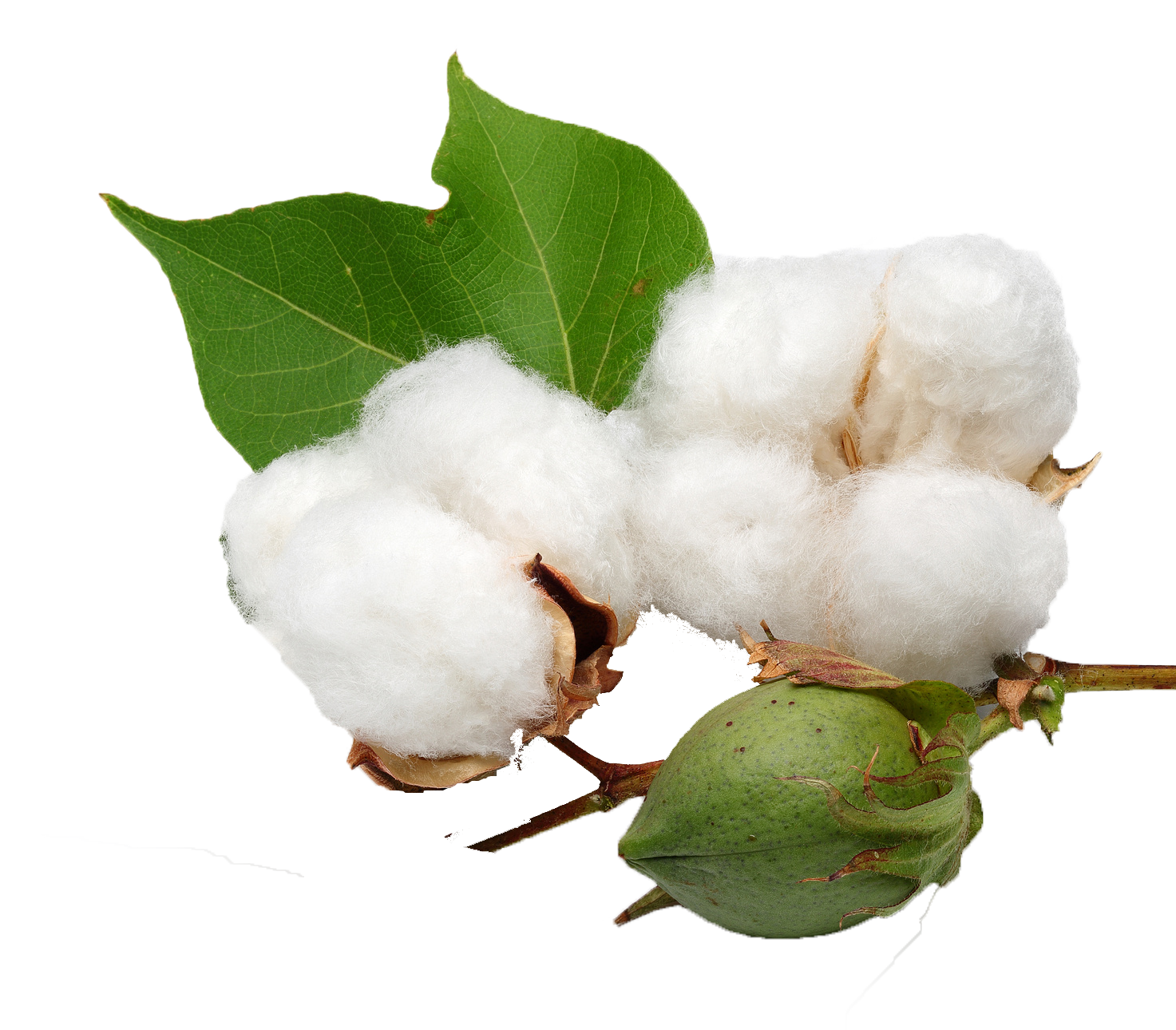cotton png